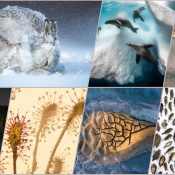 Mời xem những tác phẩm xuất sắc nhất cuộc thi ảnh giới tự nhiên BigPicture 2020