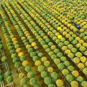 Ngắm "bản giao hưởng Hoa Tết" tại làng hoa đẹp nhất miền Tây ảnh 33