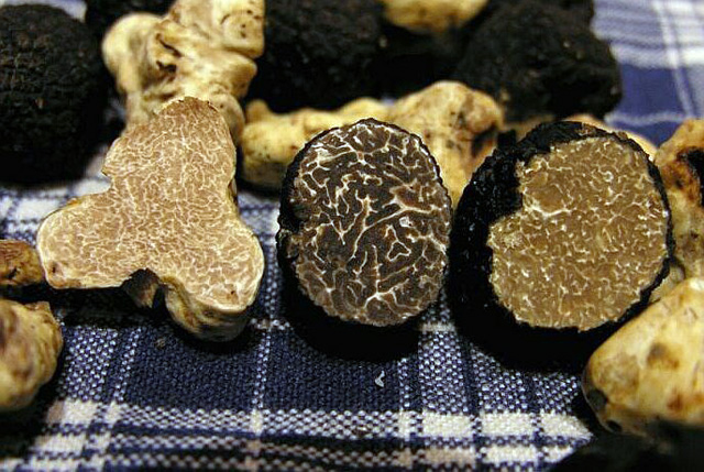 Nấm Truffle siêu đắt đỏ, ẩm thực thượng lưu và giới hoàng tộc ảnh 1
