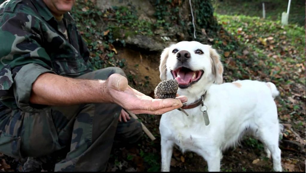 Nấm Truffle siêu đắt đỏ, ẩm thực thượng lưu và giới hoàng tộc ảnh 2